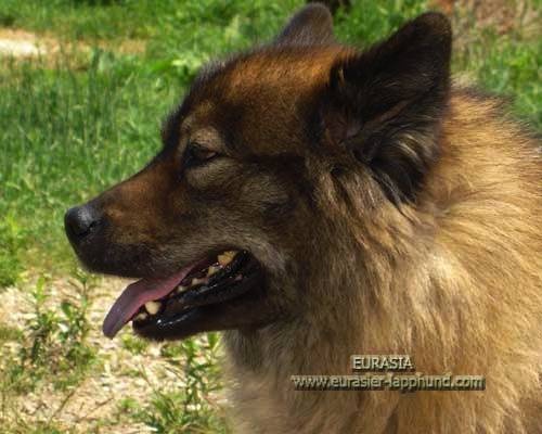 Publication : Eurasia Auteur : Eurasia