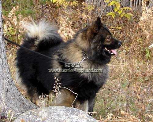 Publication : Eurasia Auteur : Eurasia