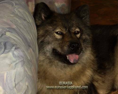 Publication : Eurasia Auteur : Eurasia