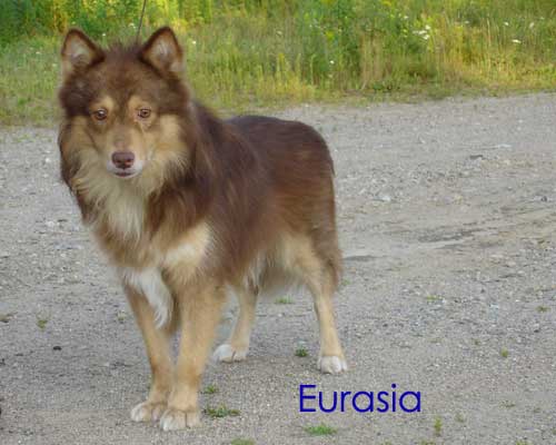 Publication : Eurasia  Auteur : Eurasia