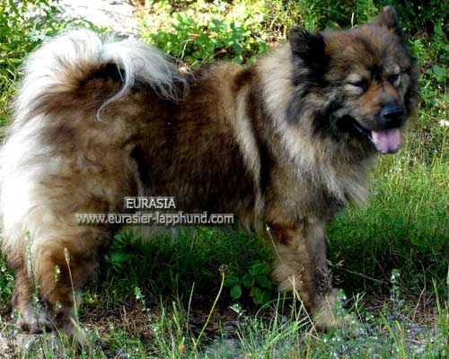 Publication : Eurasia Auteur : Eurasia