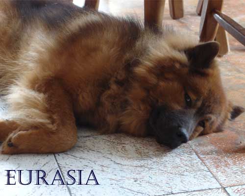 Publication : Eurasia Auteur : JParent-Eurasia