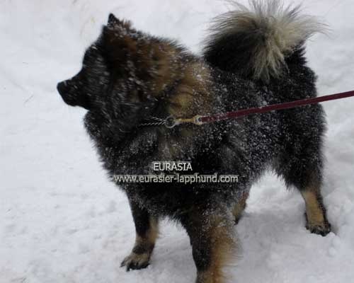 Publication : Eurasia Auteur : Eurasia