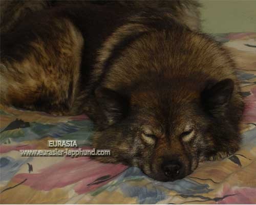 Publication : Eurasia Auteur : Eurasia