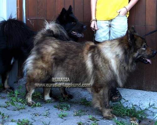 Publication : Eurasia Auteur : Eurasia