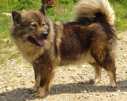 CH. Fatal Attraction of Eurasia - CACS