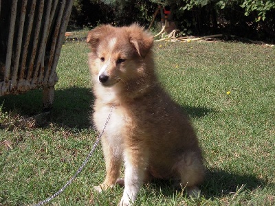 Accueil Elevage Of Blue Tails Eleveur De Chiens Shetland