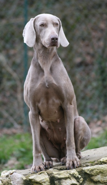 CH. Bj&ouml;rk des Guerriers D'Argent