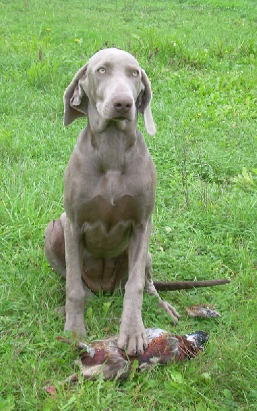 CH. Bj&ouml;rk des Guerriers D'Argent