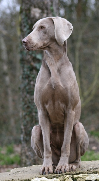 CH. Bj&ouml;rk des Guerriers D'Argent