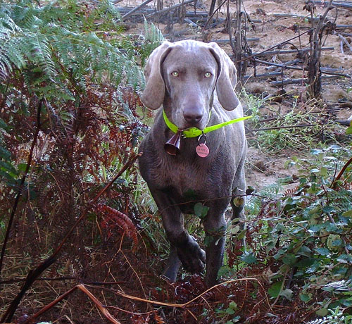 CH. Bj&ouml;rk des Guerriers D'Argent