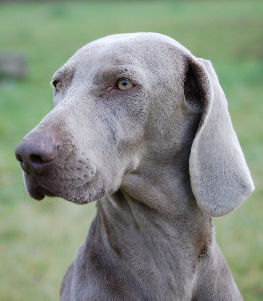 CH. Bj&ouml;rk des Guerriers D'Argent