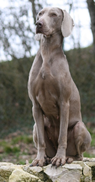CH. Bj&ouml;rk des Guerriers D'Argent