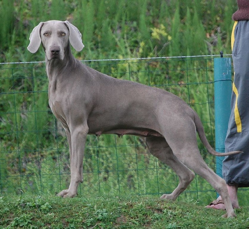 CH. Bj&ouml;rk des Guerriers D'Argent