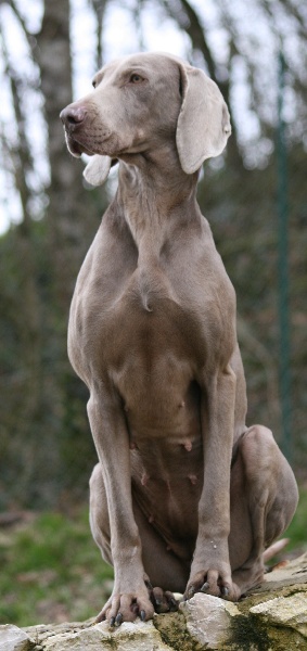 CH. Bj&ouml;rk des Guerriers D'Argent
