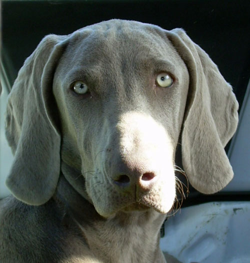 CH. Bj&ouml;rk des Guerriers D'Argent