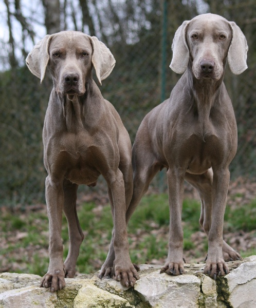 CH. Bj&ouml;rk des Guerriers D'Argent