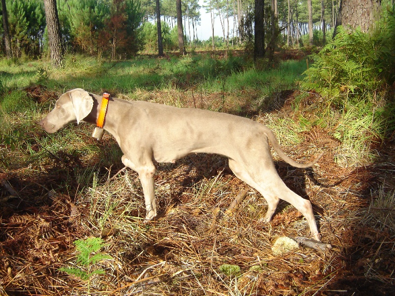 CH. Bj&ouml;rk des Guerriers D'Argent