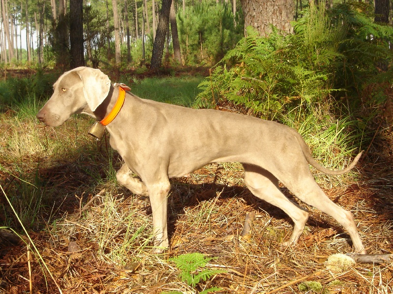 CH. Bj&ouml;rk des Guerriers D'Argent