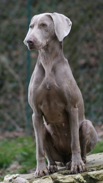 CH. Bj&ouml;rk des Guerriers D'Argent