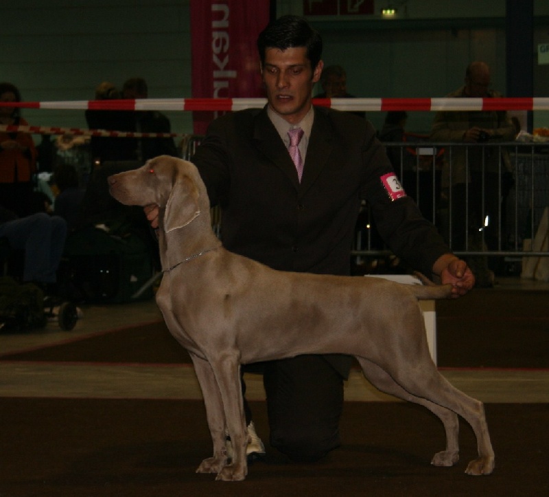 CH. Catwoman des Guerriers D'Argent - 1ère Exc Champion jeune