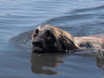 Publication : De la haute tenue Auteur : Alluin