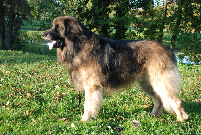 Publication : De la haute tenue Auteur : Alluin