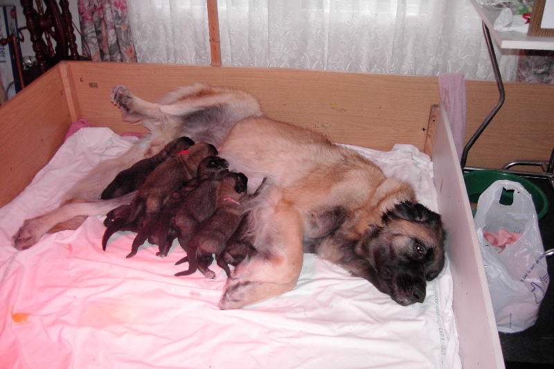 Publication : De la haute tenue Auteur : Alluin