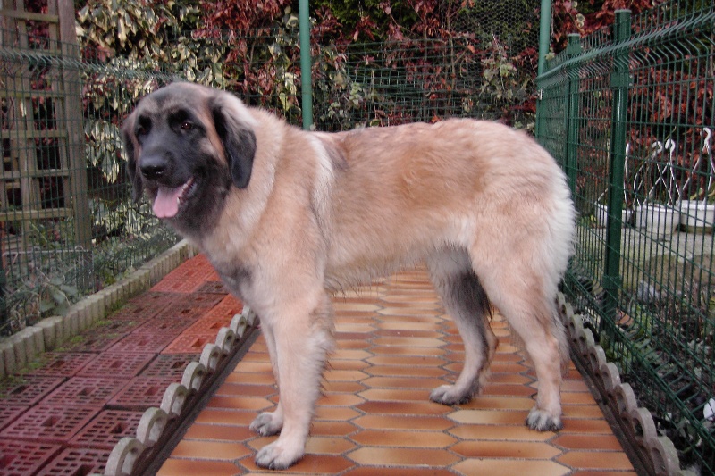 Publication : De la haute tenue Auteur : Alluin