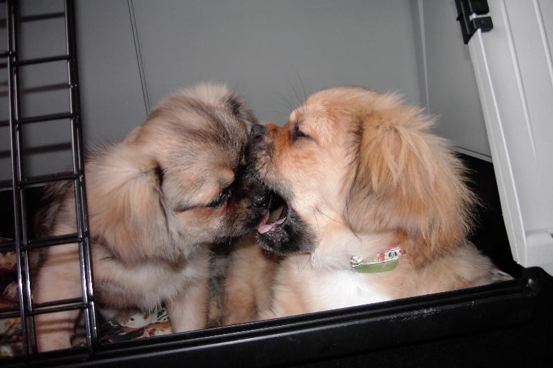 Publication : De la haute tenue Auteur : ALLUIN