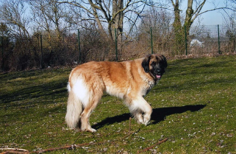 Publication : De la haute tenue Auteur : Alluin