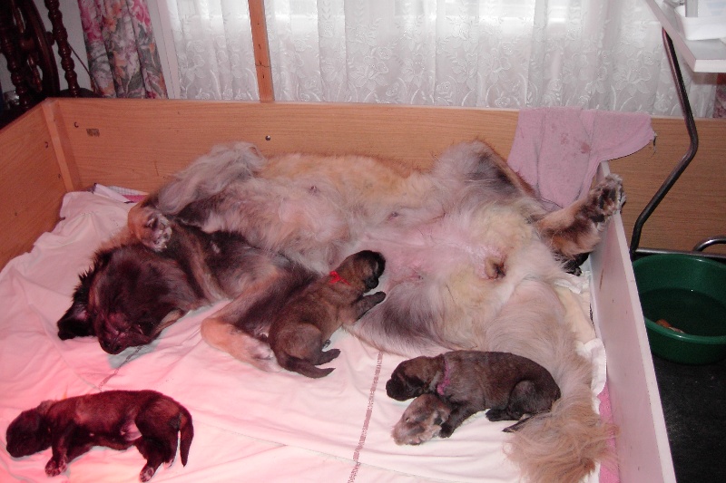 Publication : De la haute tenue Auteur : Alluin