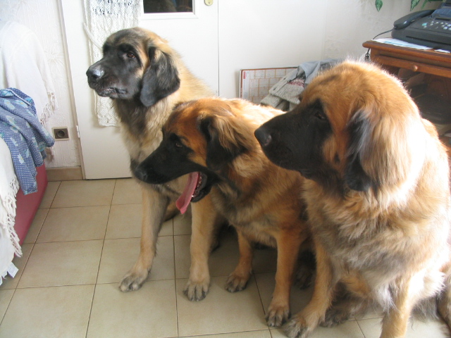 Publication : De la haute tenue Auteur : Alluin