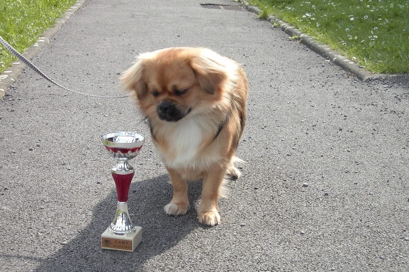 Dorjee dit dharma des Plateaux du Changthang - 1° EXC jeune femelle