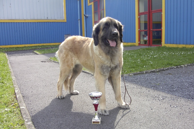 Aska De la forêt d'oxalis - 1° EXC CACS ouverte femelle