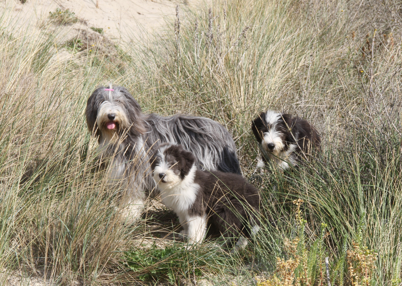 Universe star Des gardes champetres