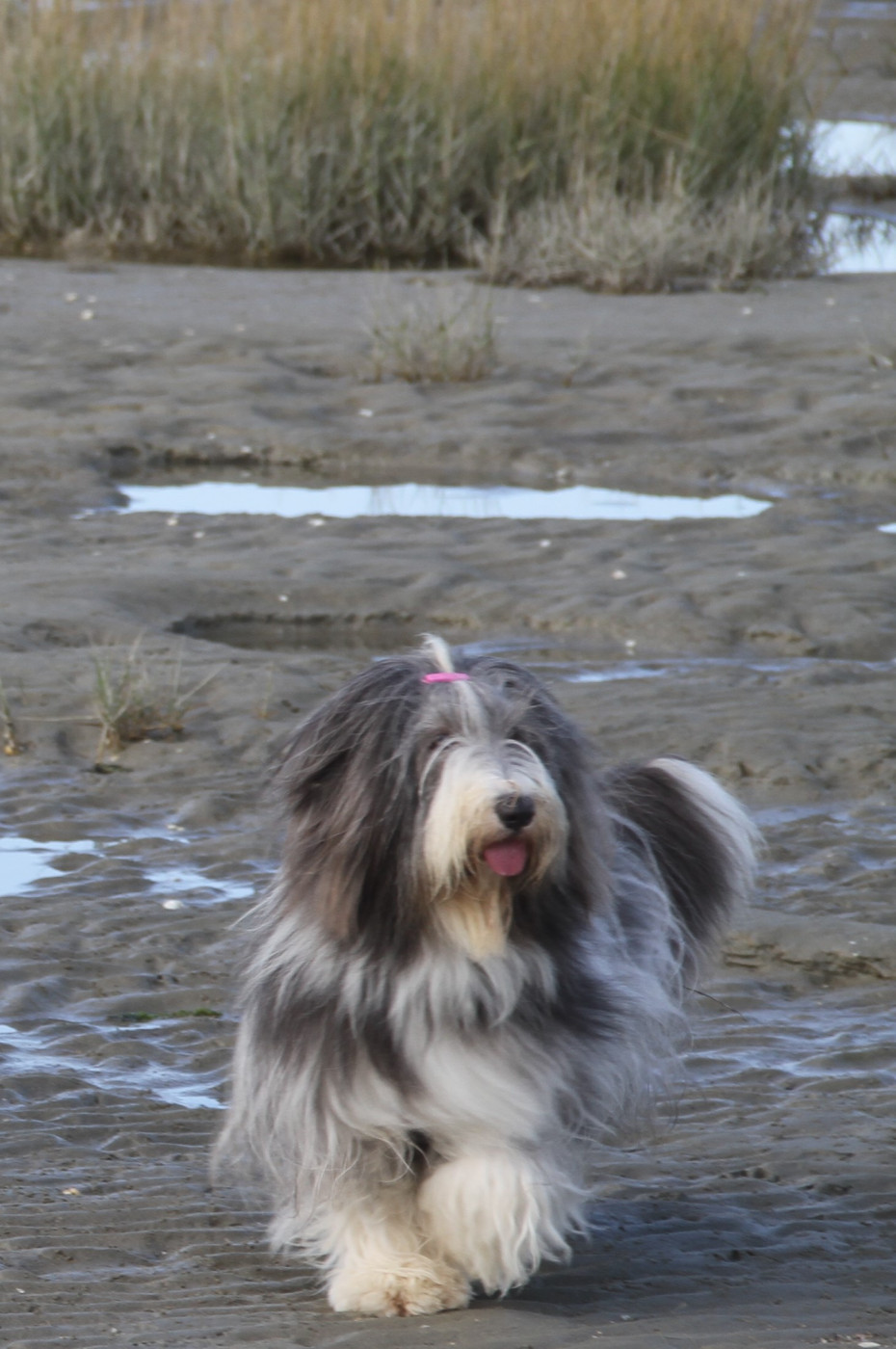 Universe star Des gardes champetres