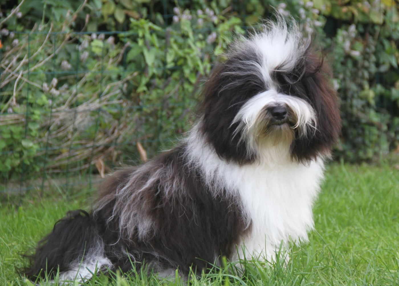 Very bad trip Del rey rakashi