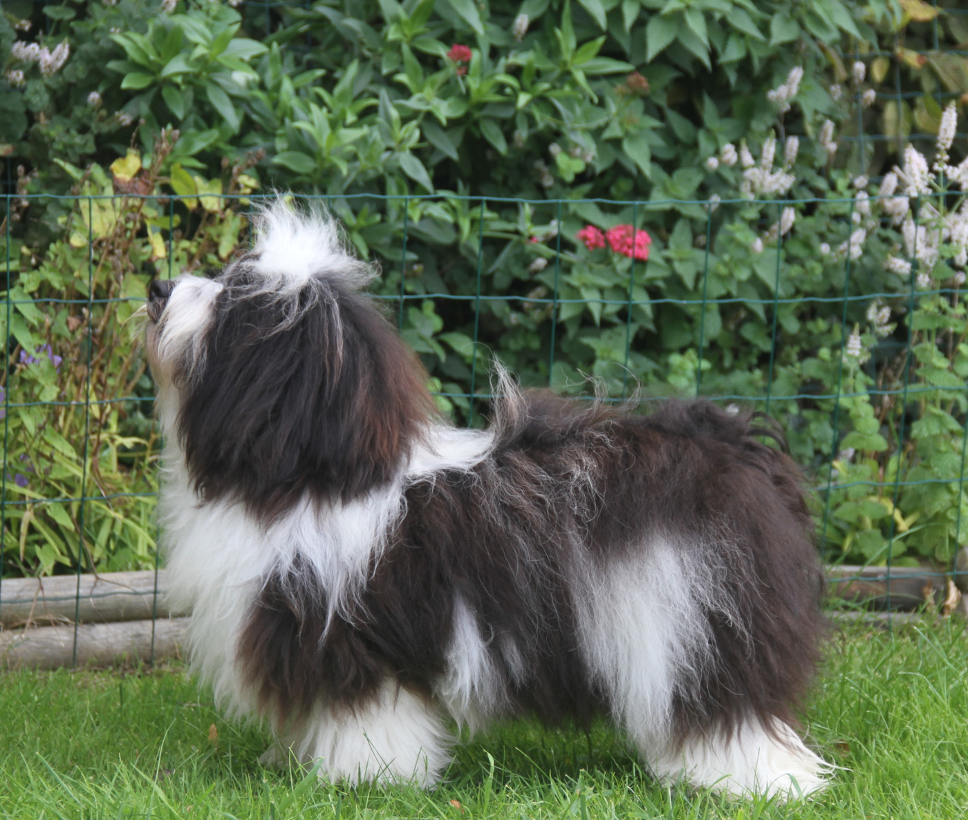 Very bad trip Del rey rakashi