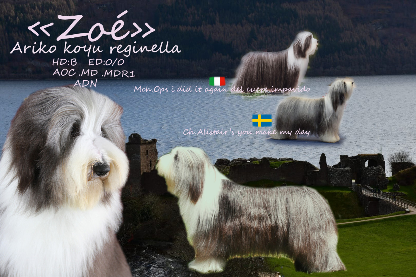 ariko koyu Reginella