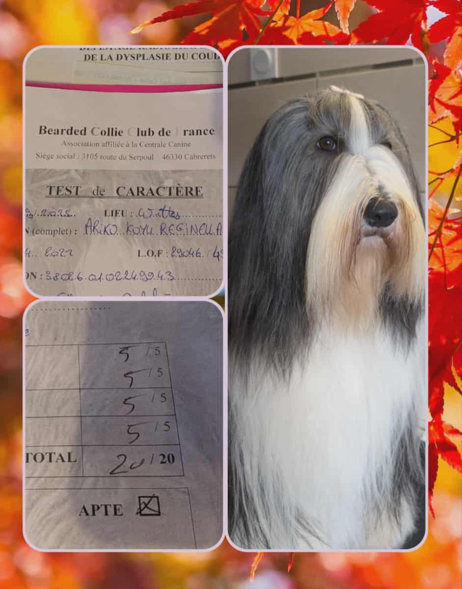 ariko koyu Reginella