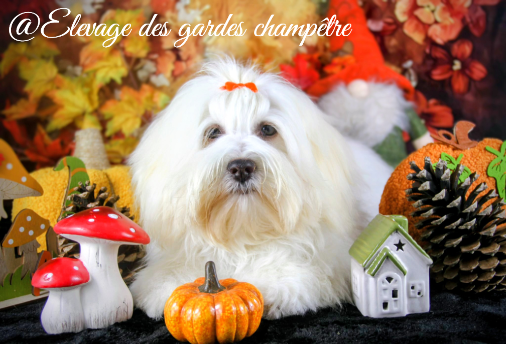 A la folie des gardes champêtre Des gardes champetres