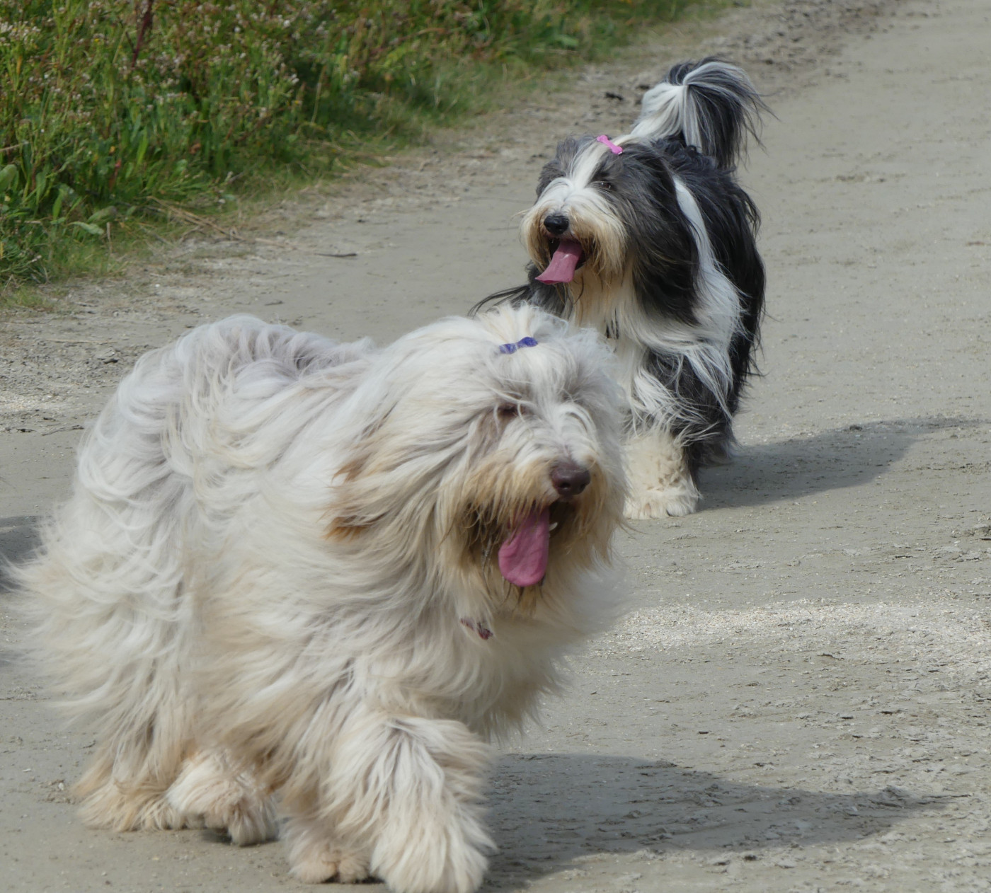 Vertige de l'amour Des gardes champetres