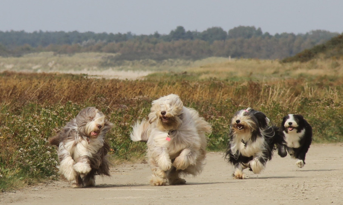 Vertige de l'amour Des gardes champetres