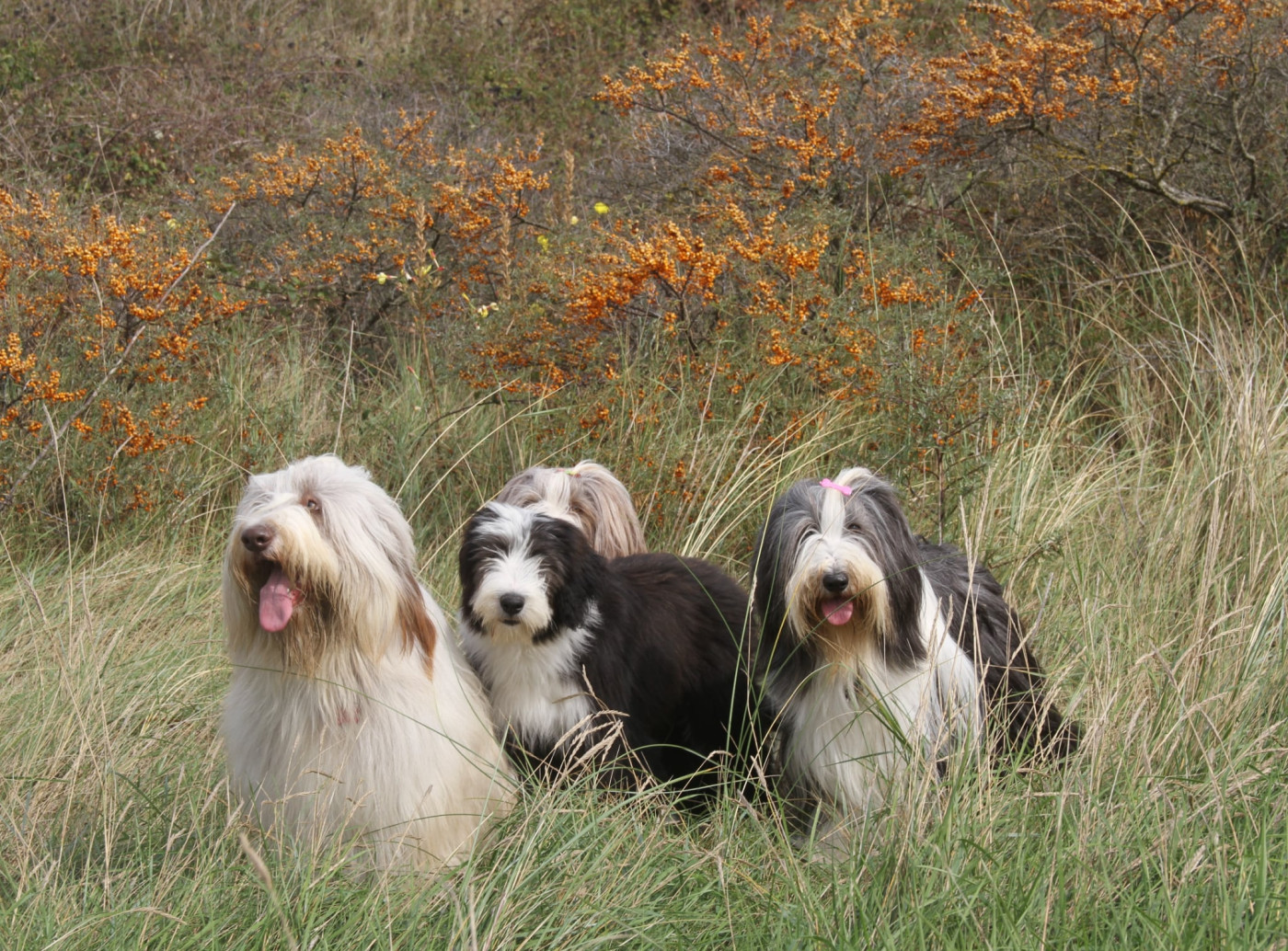 Vertige de l'amour Des gardes champetres