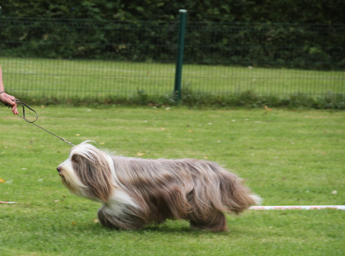 CH. All stars shine moravian furry beardie