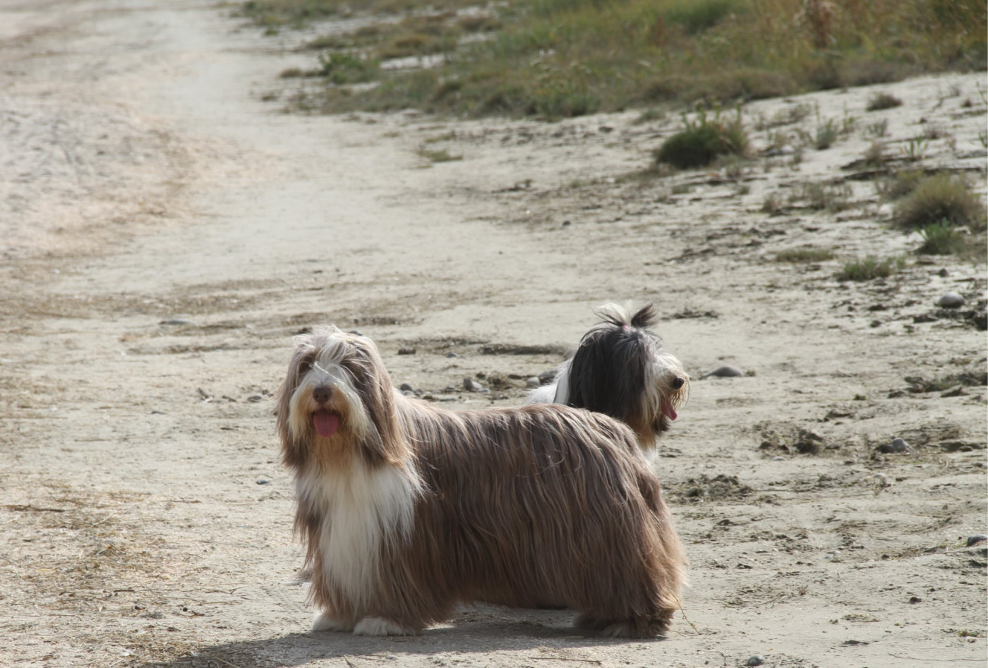 CH. All stars shine moravian furry beardie