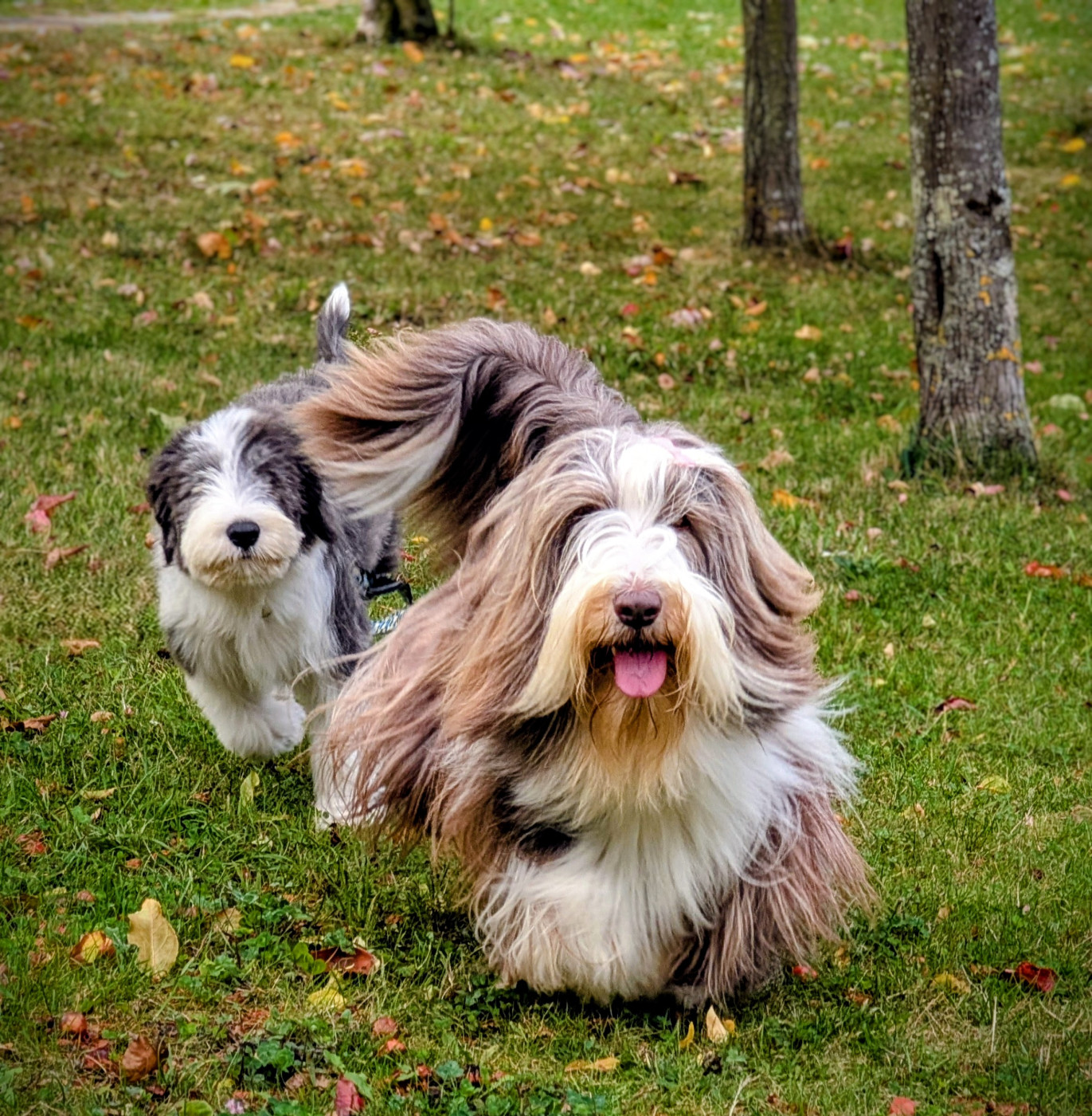 CH. All stars shine moravian furry beardie