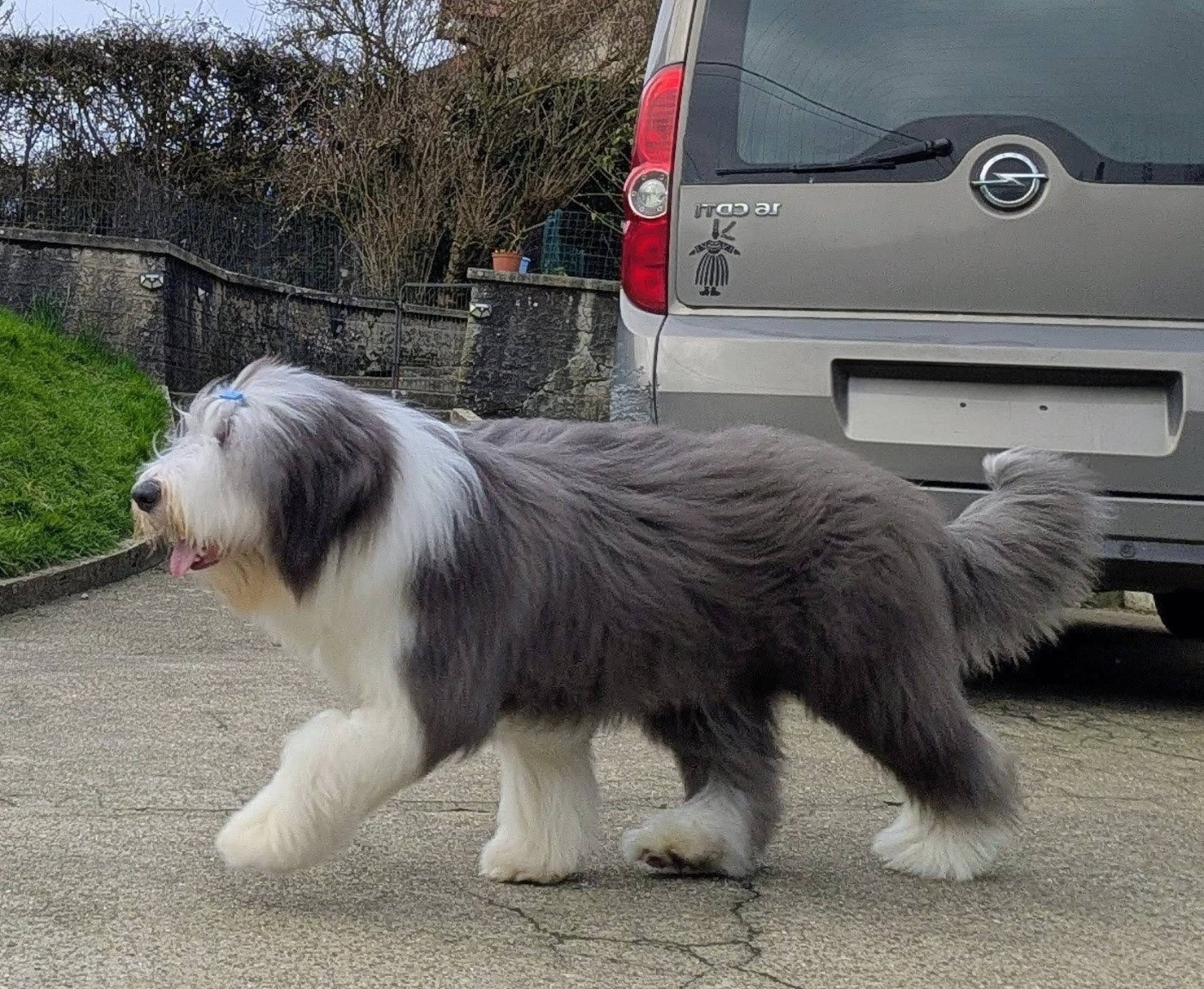 Aristo Du Domaine De Gotham