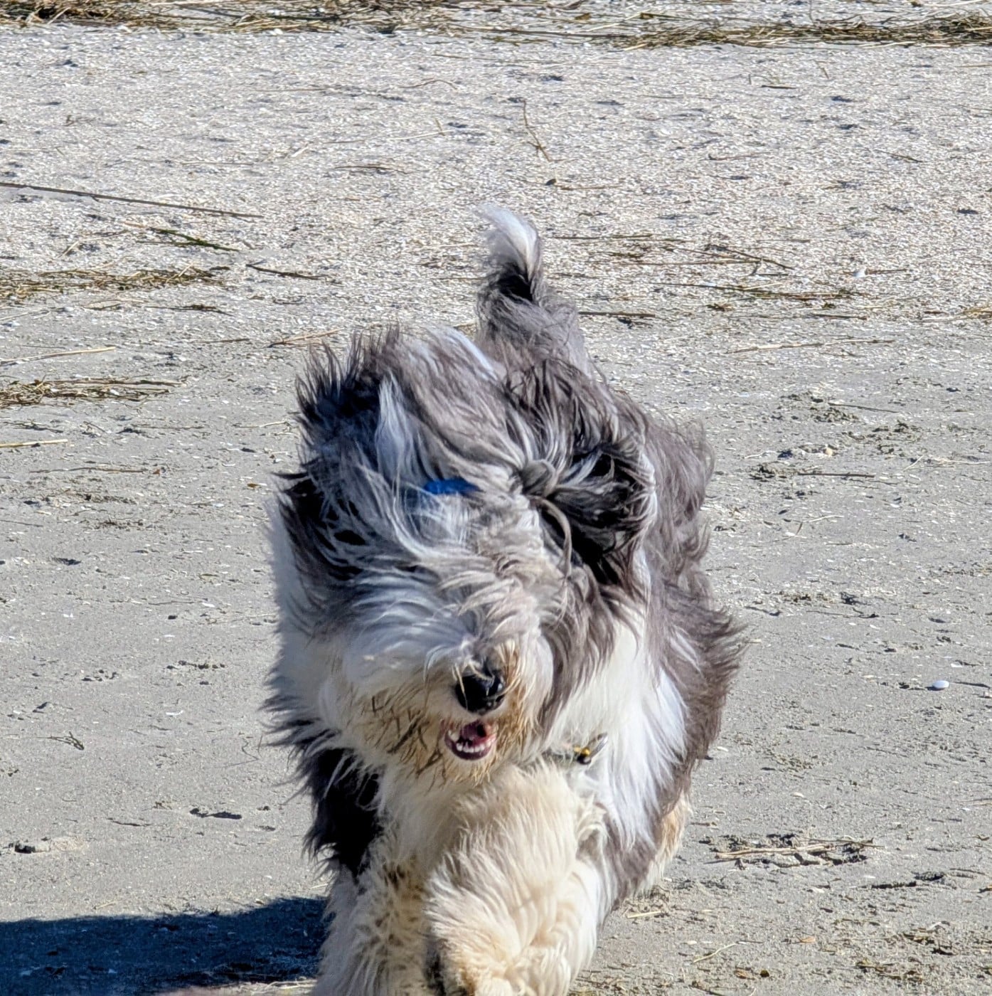 Aristo Du Domaine De Gotham